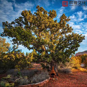 九九久久精品视频
